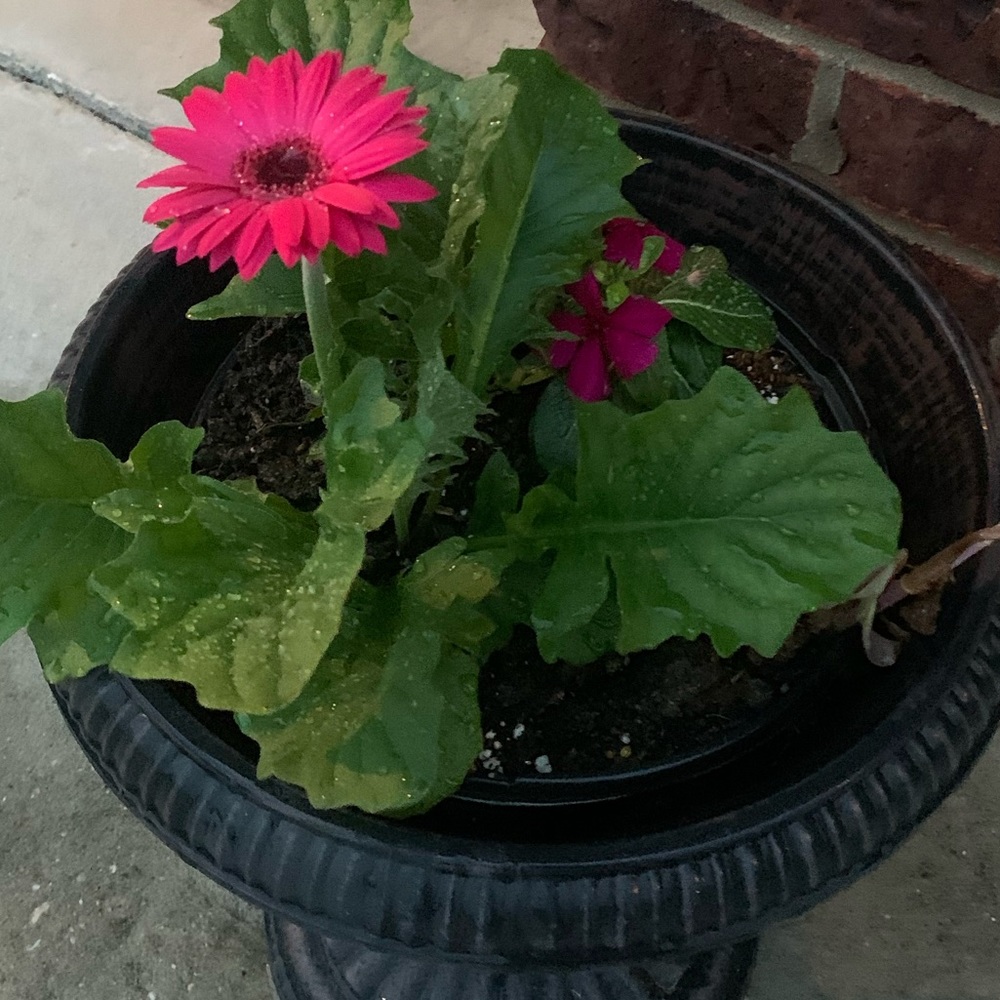 Meet your Posher, Kelsey